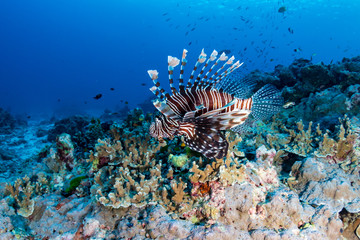 A beautiful Lionfish hunting on a colorful tropical coral reef