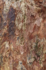 texture of bark of a tree