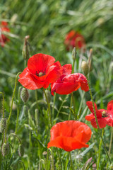 Obraz premium Sun on poppies copy space for text