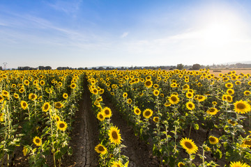 Big sunflower field