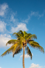 Obraz premium Palm Tree