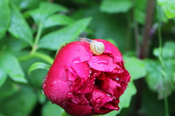 Montée de Pivoine