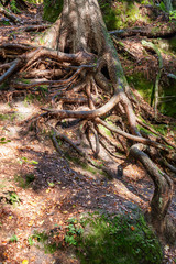 Spreading tree roots on the ground covered with leaves