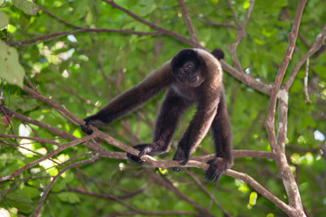 Brown Wooly Monkey in the canopy of Amazon rainforest, Manu National Park, Peru