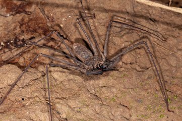 Tailless whip-scorpion in Manu National Park, Peru