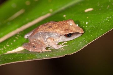 Rain Frog (Pristimantis sp.) in Manu National Park, Peru