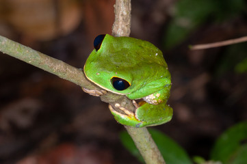 Black-eyed Monkey Frog (Phyllomedusa camba) in Manu national park, Peru