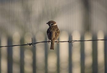 the sparrow sits on a barbed wire to the fenced area