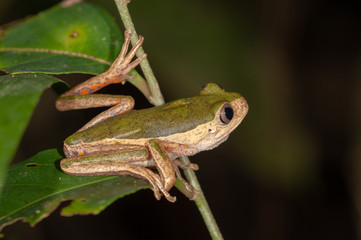 Pale-sided Monkey Frog in Manu national park, Peru