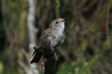 Grauschnäpper (Muscicapa striata) Jungtier