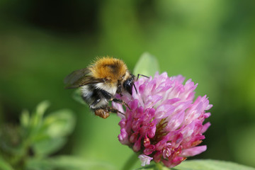 Hummeln (Bombus) auf Blüte © Aggi Schmid