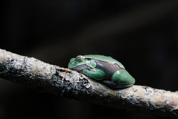 Europäische Laubfrosch (Hyla arborea)