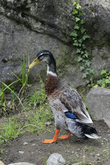 Laufente oder Indische Laufente, Flaschenente