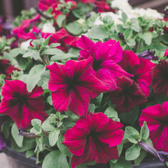 Red petunia flowers in pot standing on the porch, close up