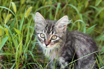 Cat sitting in the grass