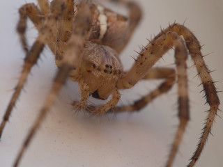 paws of the spider macro
