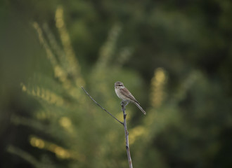 summer background with little bird