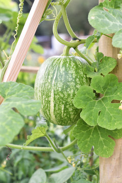 Courge de Siam