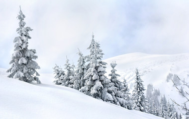 Fototapeta na wymiar Winter landscape of mountains with of fir forest and glade in snow. Carpathian mountains