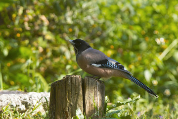 Black-headed jay, Garrulus lanceolatus, Sattal, Uttarakhand, India