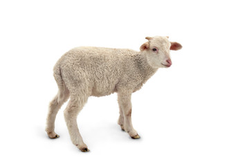 Obraz premium White small lamb (Ovis aries) on a white background