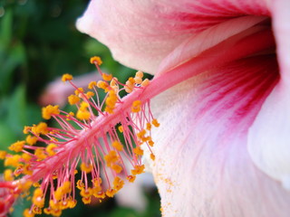 macro avec pétales et pistil d'hibiscus