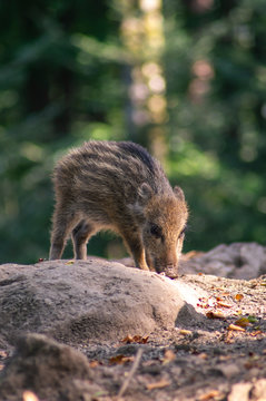 Junges Wildschwein im Licht