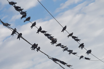 a flock of city birds on wires