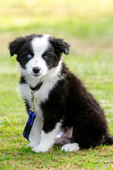 Naklejka na ściany i meble Cute Border Collie puppy with one blue eye and one brown eye sitting on green lawn at puppy training class