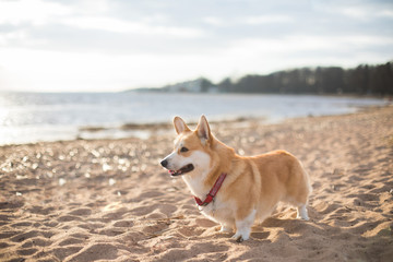 Happy dog on the beach Sunny day Welsh Corgi Pembroke