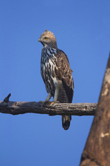 Changeable hawk-eagle, Nisaetus cirrhatus. Corbett Tiger Reserve, Uttarakhand, India