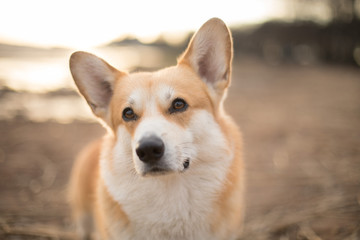 Dog portrait Sunset Welsh Corgi Pembroke