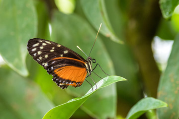 Goldener Hekale - Heliconius hecale