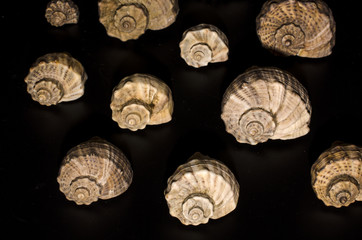 pattern from shells of rapans on black