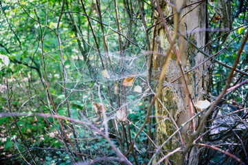A web around a tree in the forest