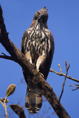Changeable hawk-eagle, Nisaetus cirrhatus, Corbett Tiger Reserve, Uttarakhand, India