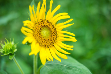sunflower in the garden