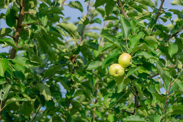 Two apples hang on a branch