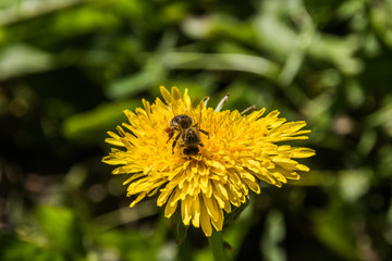 Bee on a dandelion