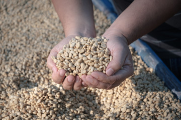 Coffee beans mannually quality control by hand