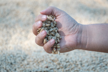Coffee beans mannually quality control by hand