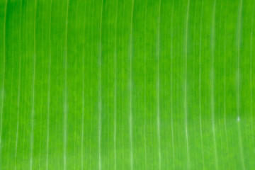 pattern for banana leaf