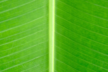 pattern for banana leaf