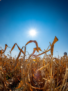 Sonne brennt auf ein durch Trockenheit verdorrtes Maisfeld