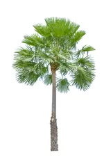 Crédence de cuisine en verre imprimé Palmier Fan palm tree on white background