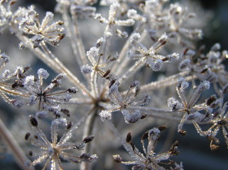  flower with fennel dill seeds covered with frost macro