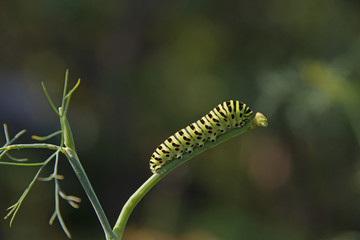 INSECTS - fat striped green caterpillar