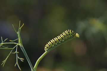 INSECTS - fat striped green caterpillar