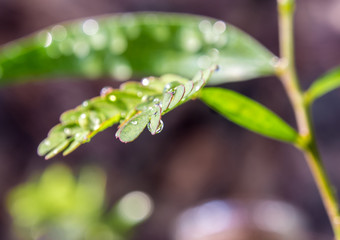 Simple type leaf and Pinnately compound type leaf on the same tree