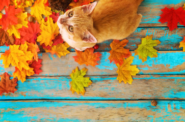 Orange kitten look up and sitting on maple leaves in autumn.  Domestic cute cat in fall.